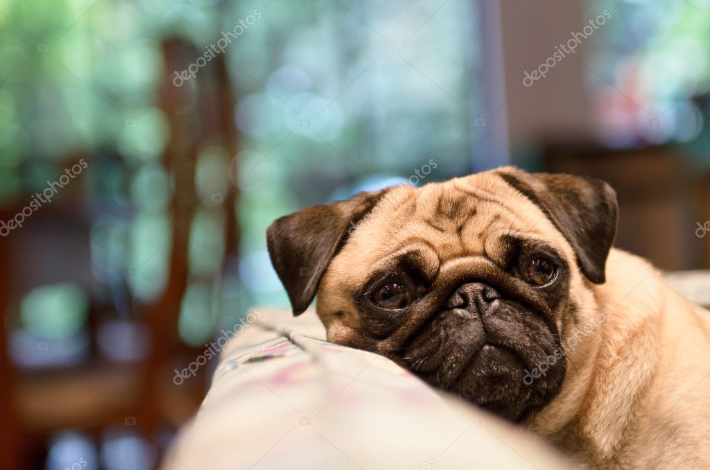 Sad Pug Relaxing On Cough — Stock Photo © Camrocker #24836749