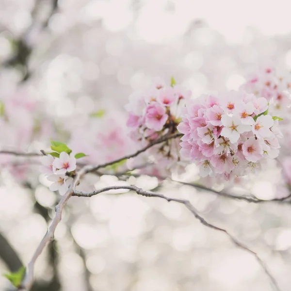 Fleurs de cerisier — Photo