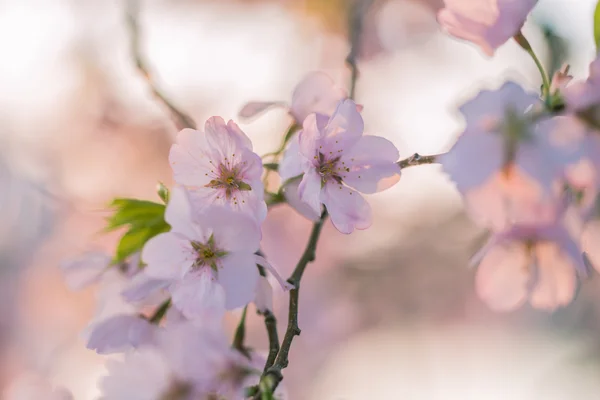 Cherry Blossoms — Stock Photo, Image