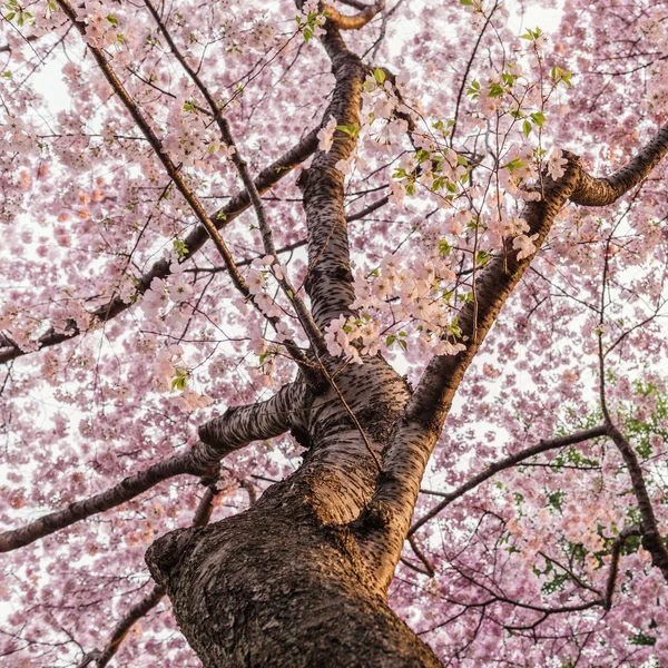 Cherry Blossoms — Stock Photo, Image