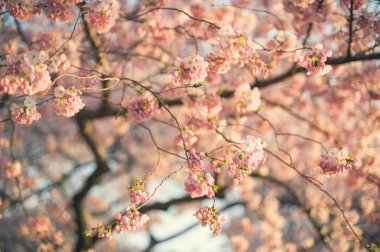 kiraz çiçeği ağacı