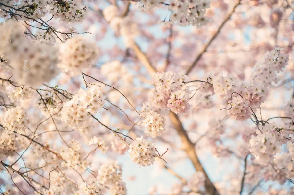 Arbre de fleur de cerisier — Photo