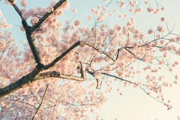 Cherry Blossom Tree — Stock Photo, Image