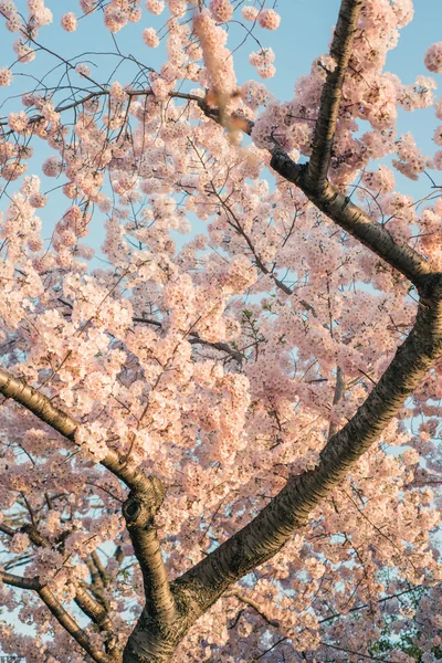 Cherry Blossom Tree — Stock Photo, Image