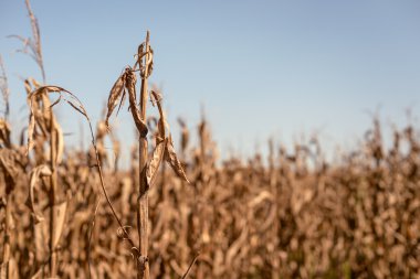 Kuru ve ölen mısır tarlası