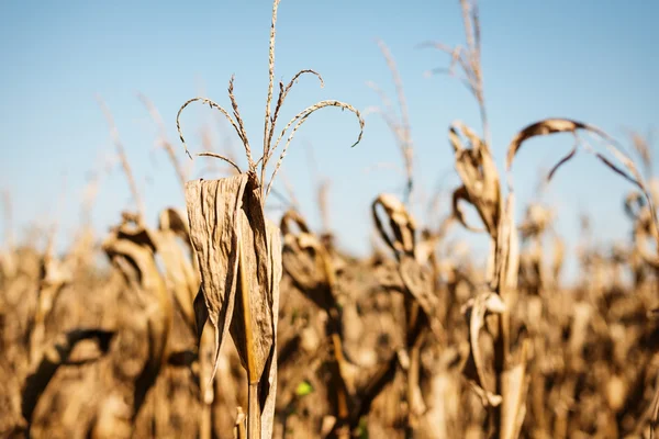 Dry and Dying Cornfield — Stock Photo, Image