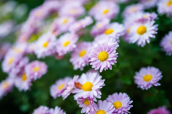 Margherite rosa — Foto Stock