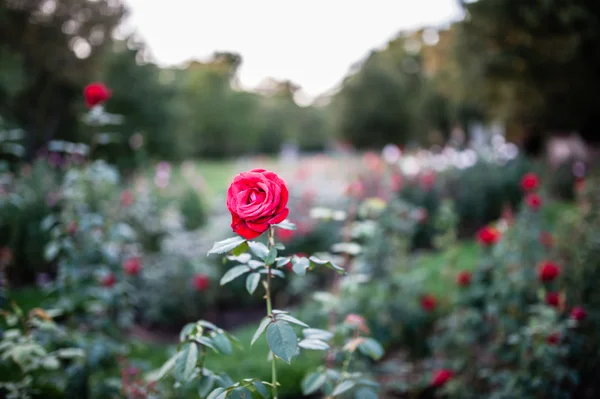 Vermelho rosa jardim — Fotografia de Stock