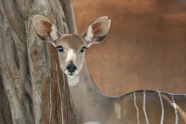 Portrét antilopy kudu — Stock fotografie