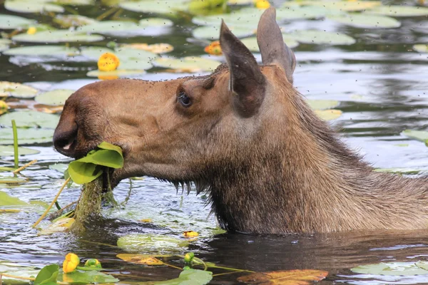 dişi geyik su çiçekler, alaska yeme