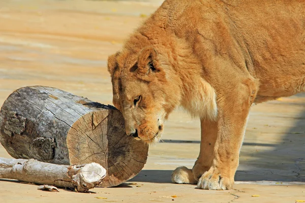 Młody lew tarcie głowę drewnianych z logami — Zdjęcie stockowe