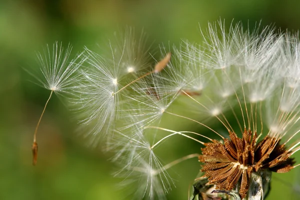 Les graines de pissenlit volent dans le vent — Photo