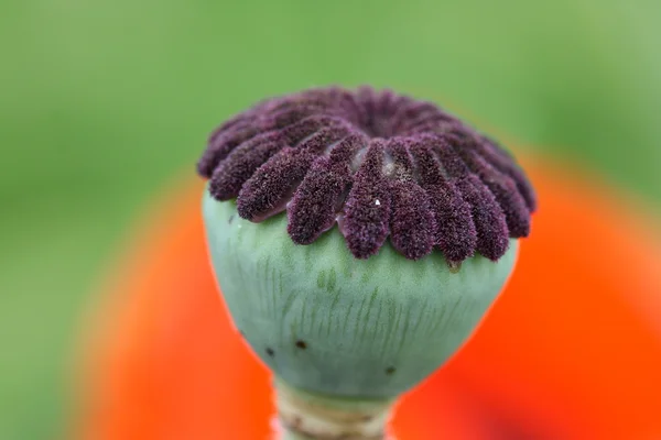 Amapola sobre fondo rojo y verde —  Fotos de Stock