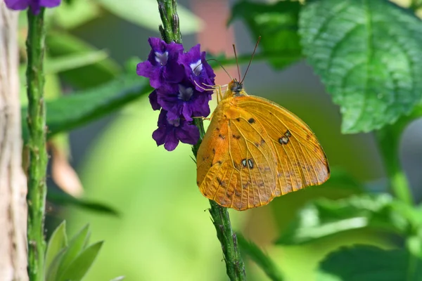 Piccolo zolfo sul fiore — Foto Stock