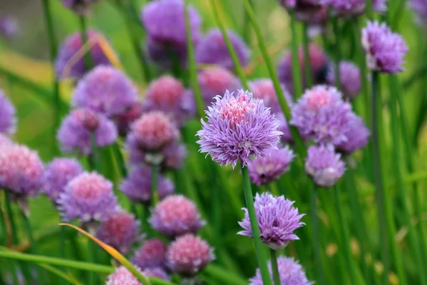 野生のニンニクの花Divoký česnek květ — Stock fotografie