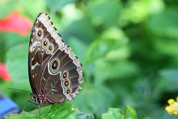 Farfalla Morpho blu — Foto Stock