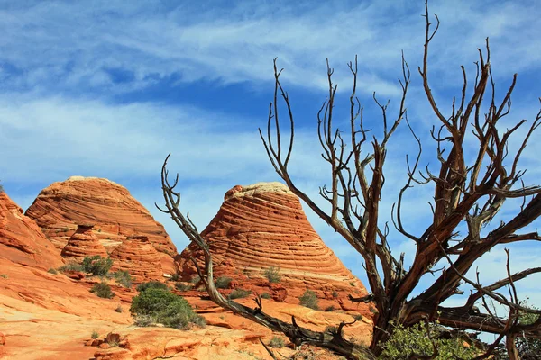 Paisagem com árvore morta — Fotografia de Stock