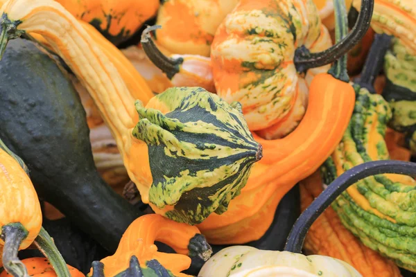 Färgglada, dekorativa pumpor — Stockfoto