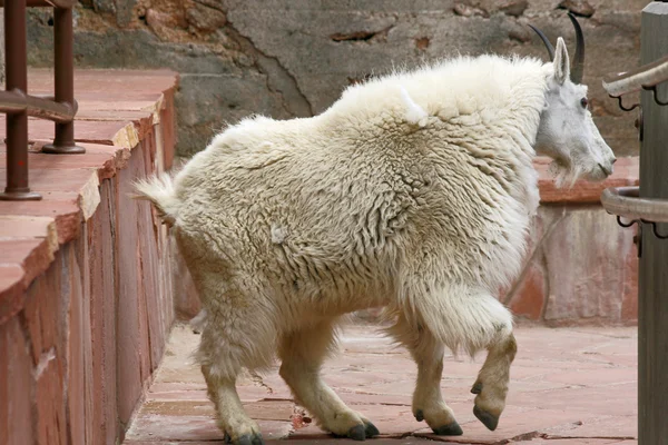 Chèvre de montagne à l'intérieur du bâtiment — Photo