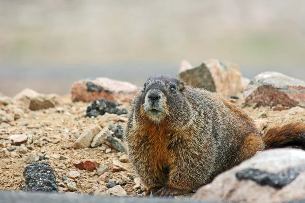 Marmot — Stockfoto