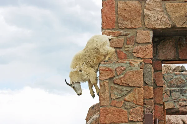 Mountain goat jumping down — Stock Photo, Image