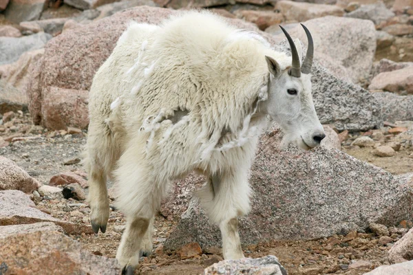 Mountain goat shedding wool — Stock Photo, Image
