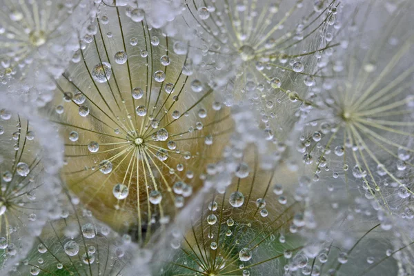 Gouttes d'eau sur le pissenlit — Photo