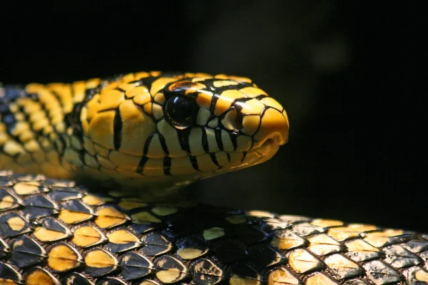 Serpiente negra y amarilla — Foto de Stock
