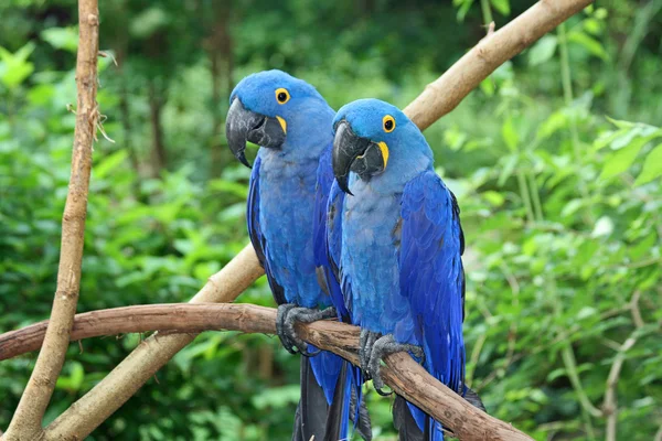 Çift mavi Amerika papağanı — Stok fotoğraf