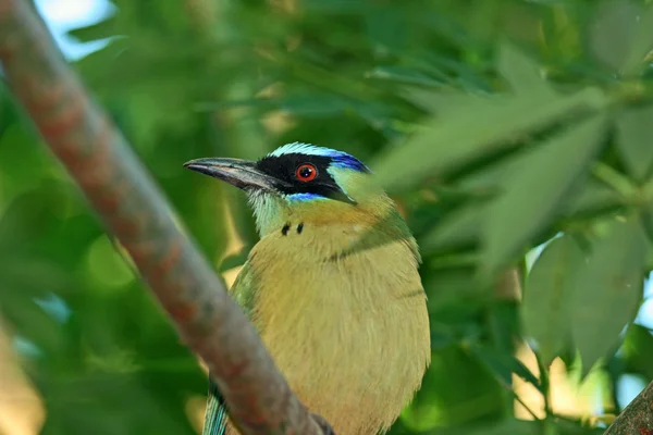 Motmot fågel — Stockfoto