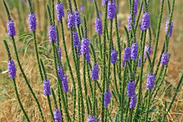 Wollige verbena — Stockfoto