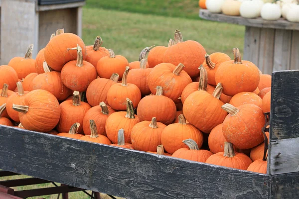 Tungt lastad vagn med orange pumpor — Stockfoto