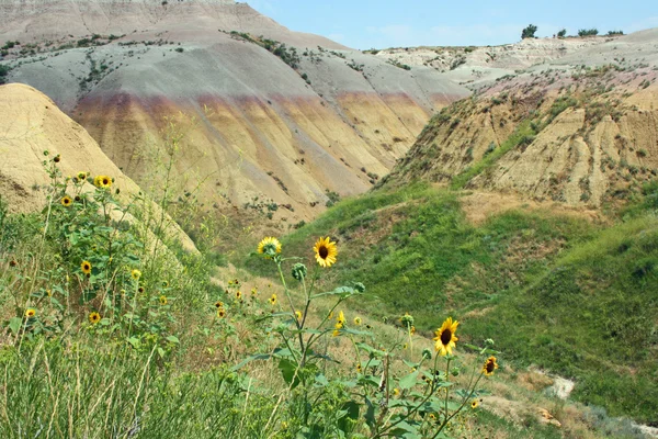 Wild Sunflowers in Badlands National Park, South Dakota — Stock Photo, Image