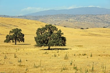 Merkezi california peyzaj