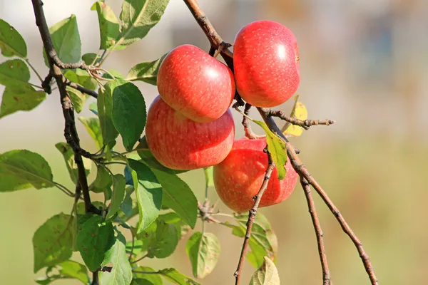 Cuatro manzanas en una rama —  Fotos de Stock