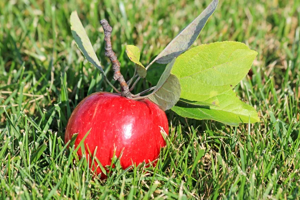 Manzana roja en la hierba —  Fotos de Stock