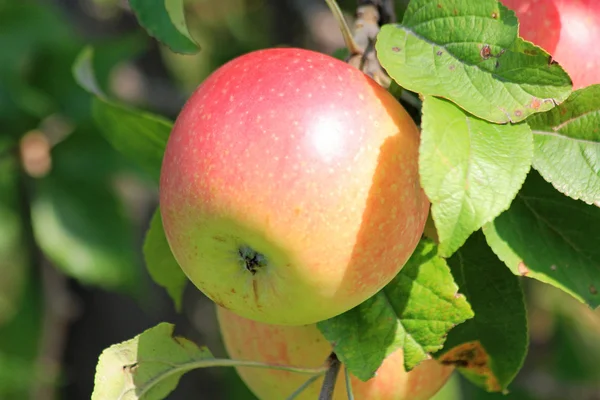 Manzana rojo-verde —  Fotos de Stock