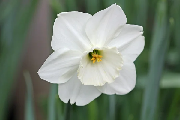 Valkoinen Jonquil (Narsissi) ) — kuvapankkivalokuva