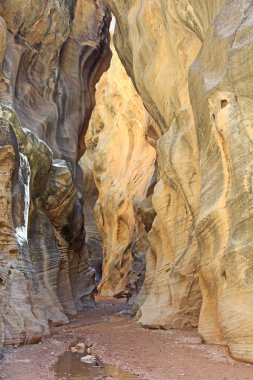 Willis creek yuvası kanyona