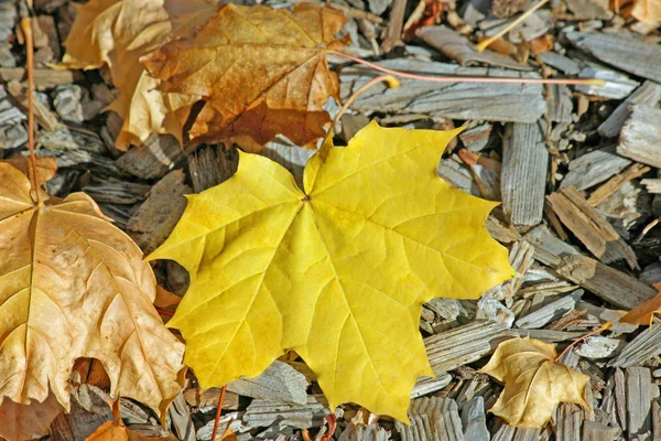 Hoja de caballo amarillo — Foto de Stock