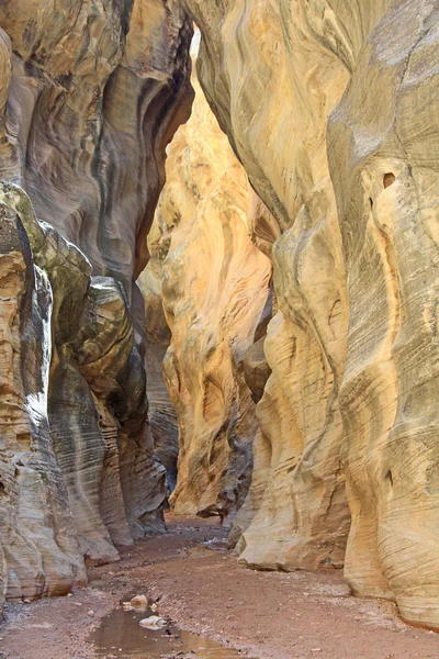 Willis creek yuvası kanyona