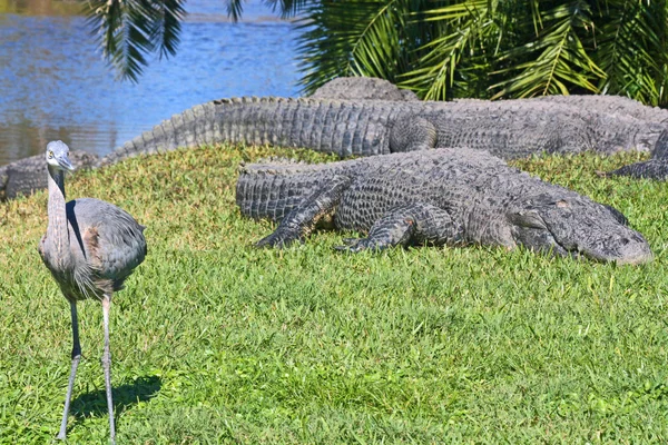 Alligators and the bird — Stock Photo, Image