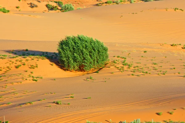 Ensam buske i havet av sand — Stockfoto