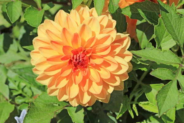 Flor de dahlia laranja — Fotografia de Stock