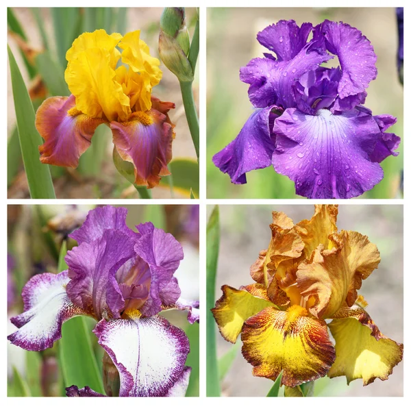 Colaj cu 4 flori de iris — Fotografie, imagine de stoc
