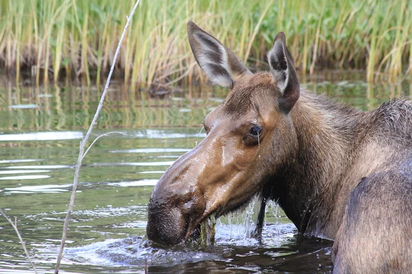 Wet head of female moose — Stock Photo, Image