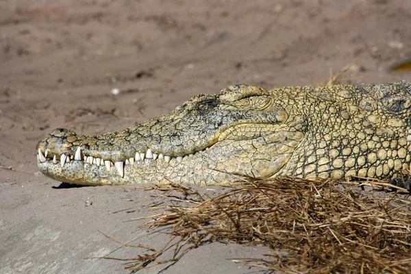 Tête de crocodile du Nil — Photo