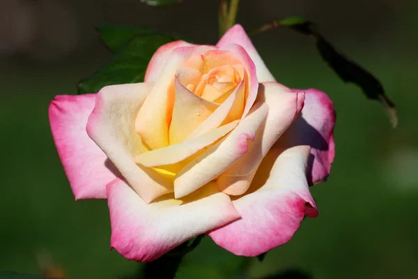 Cabeça de rosa única — Fotografia de Stock