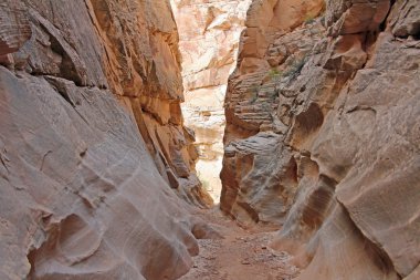 Cottonwood daraltır