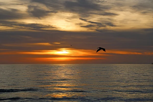 Pelican's silhuett i solnedgången — Stockfoto